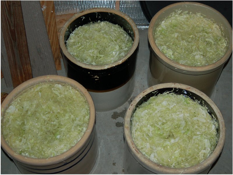 fresh kraut under water